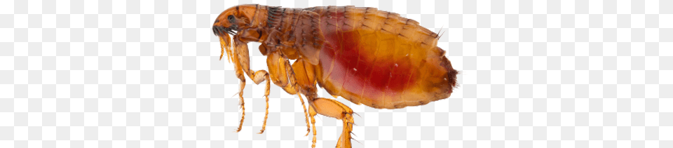 Flea, Animal, Insect, Invertebrate, Food Png Image