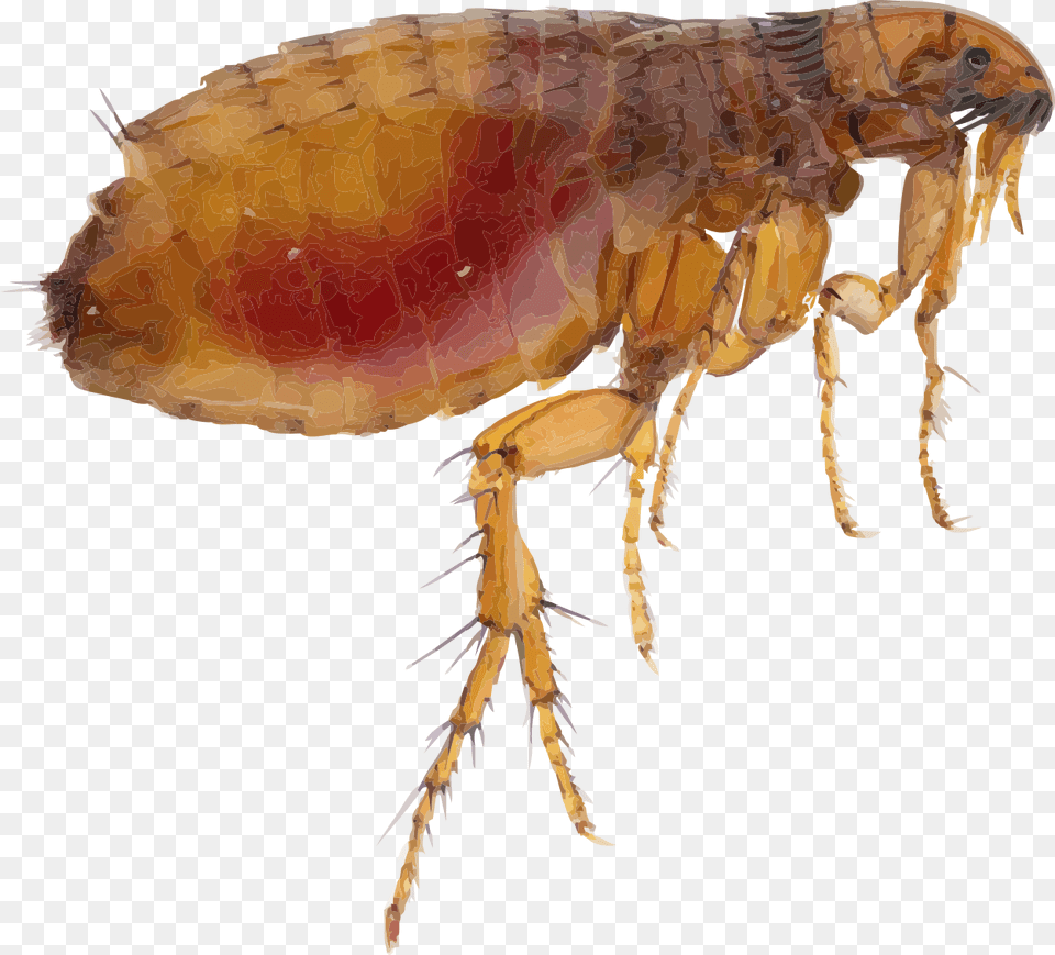 Flea, Animal, Insect, Invertebrate, Food Free Png