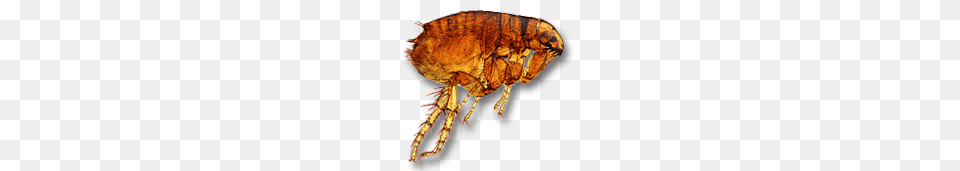 Flea, Animal, Insect, Invertebrate Free Png Download