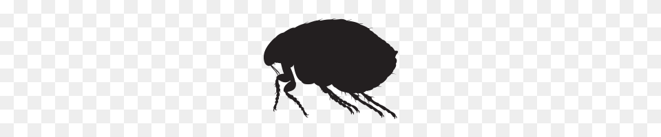 Flea, Animal, Insect, Invertebrate, Mammal Png Image
