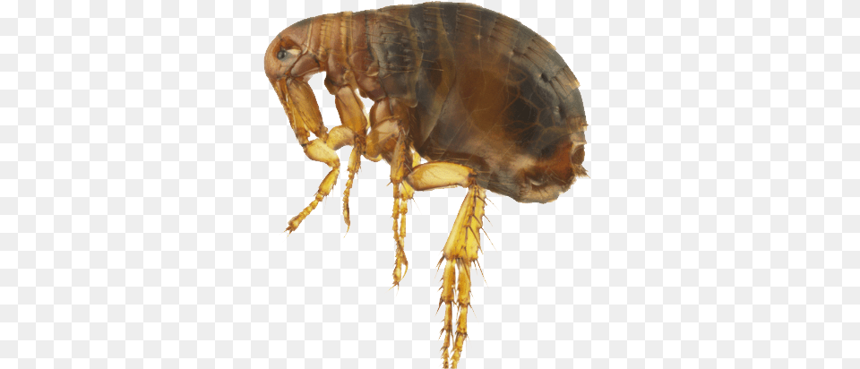 Flea, Animal, Insect, Invertebrate Png