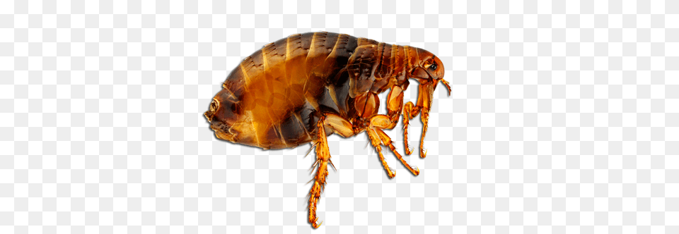 Flea, Animal, Insect, Invertebrate, Food Free Transparent Png