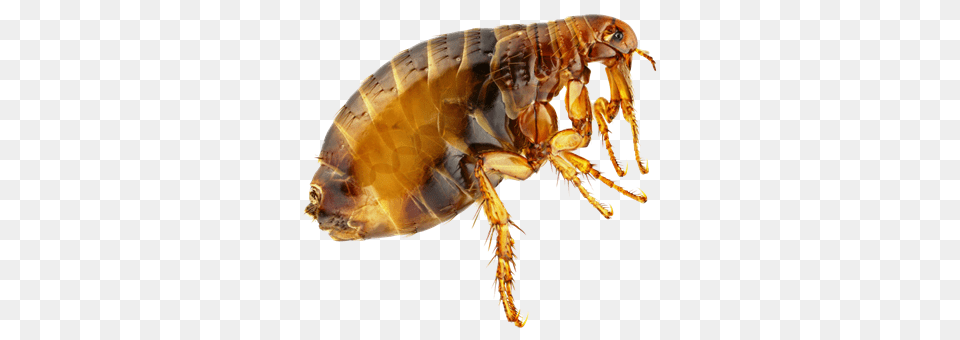 Flea, Animal, Insect, Invertebrate Free Png