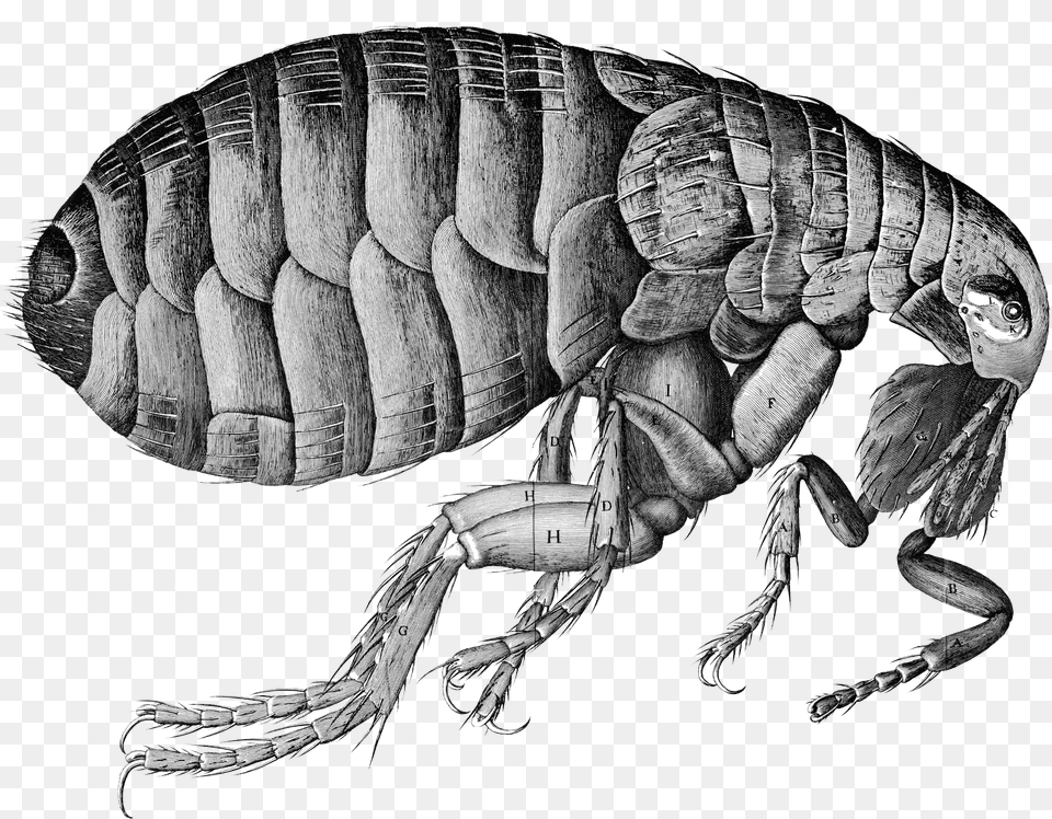 Flea, Animal, Invertebrate, Insect, Head Png Image
