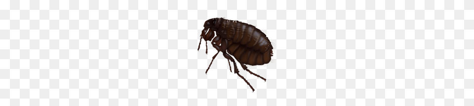 Flea, Animal, Insect, Invertebrate Png