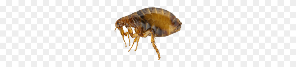 Flea, Animal, Insect, Invertebrate, Food Free Png Download