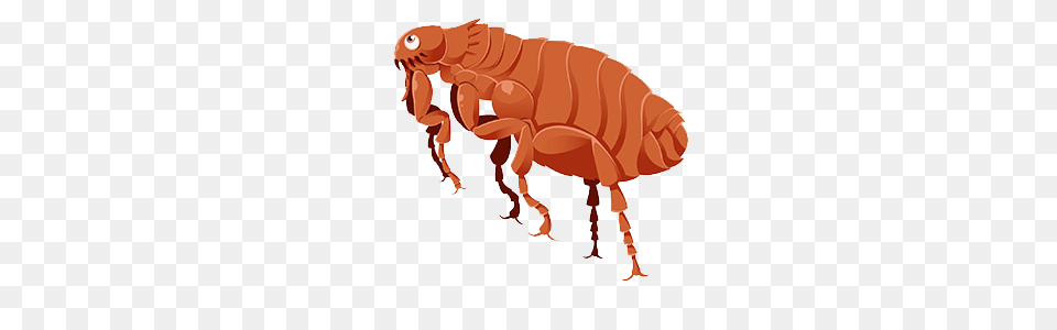 Flea, Animal, Insect, Invertebrate, Dynamite Free Png