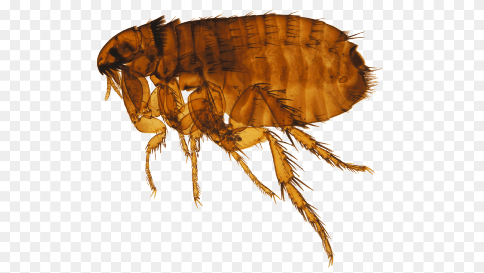 Flea, Animal, Insect, Invertebrate Png Image