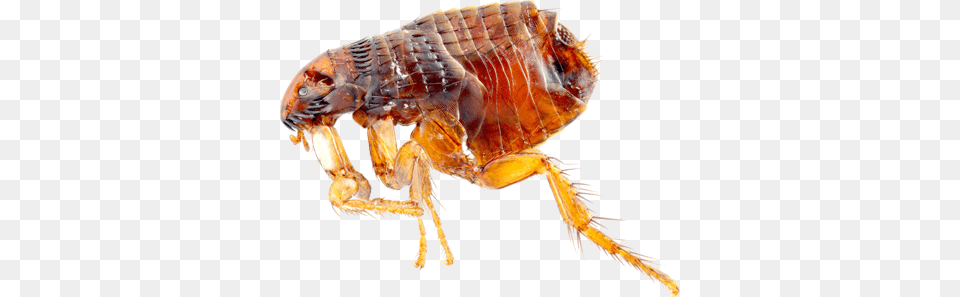 Flea, Animal, Insect, Invertebrate, Food Free Png
