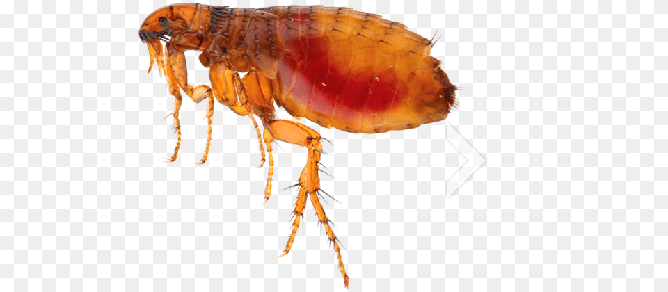 Flea, Animal, Insect, Invertebrate, Food Free Png Download