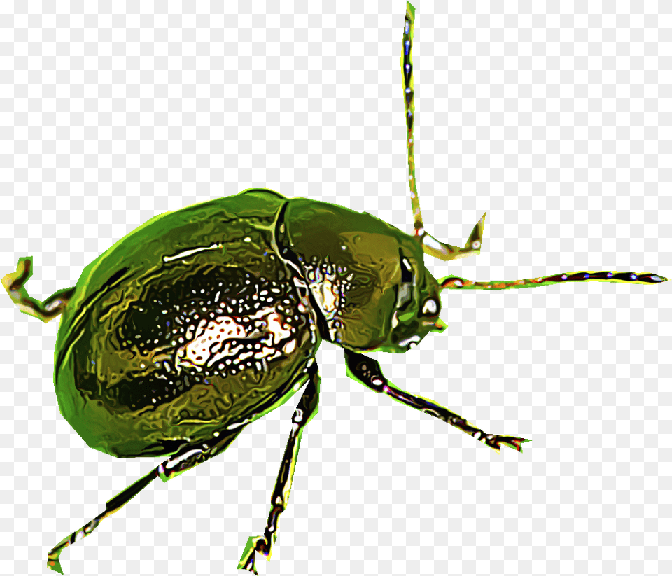 Flea Beetles Flea Beetles, Animal, Dung Beetle, Insect, Invertebrate Png Image