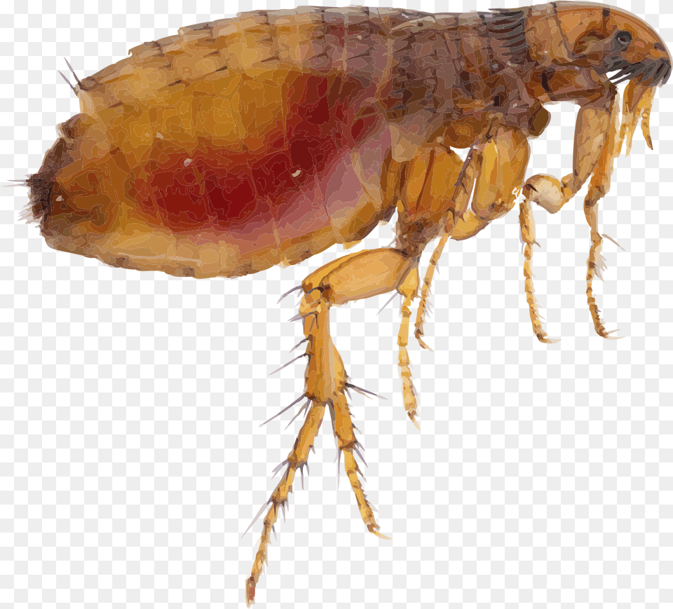 Flea Flea, Animal, Insect, Invertebrate, Food Png Image