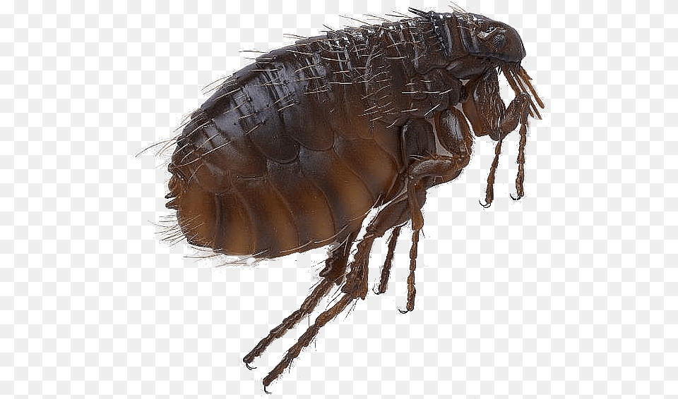 Flea Flea, Animal, Insect, Invertebrate Png Image