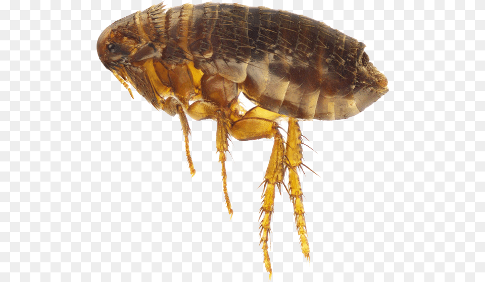 Flea Flea, Animal, Insect, Invertebrate Free Png