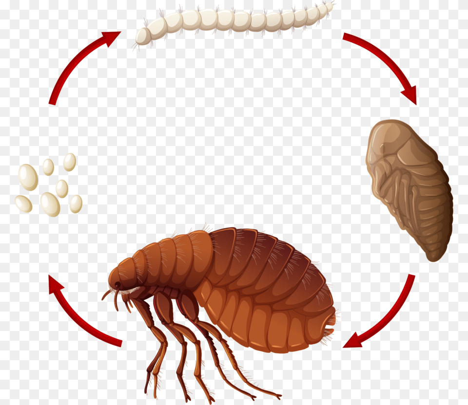 Flea Human, Animal, Insect, Invertebrate Free Png