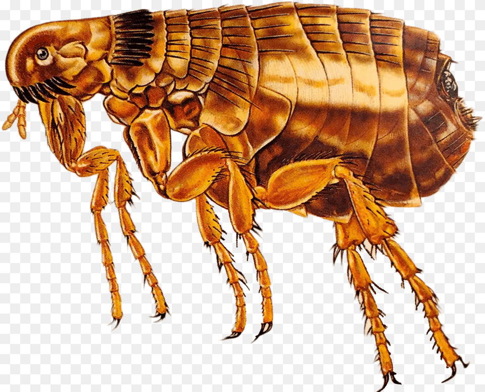 Flea Flea Adult, Animal, Insect, Invertebrate, Food Png Image