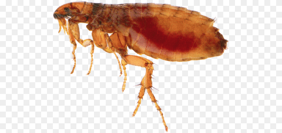 Flea Insect Flea, Animal, Invertebrate, Dinosaur, Reptile Free Transparent Png
