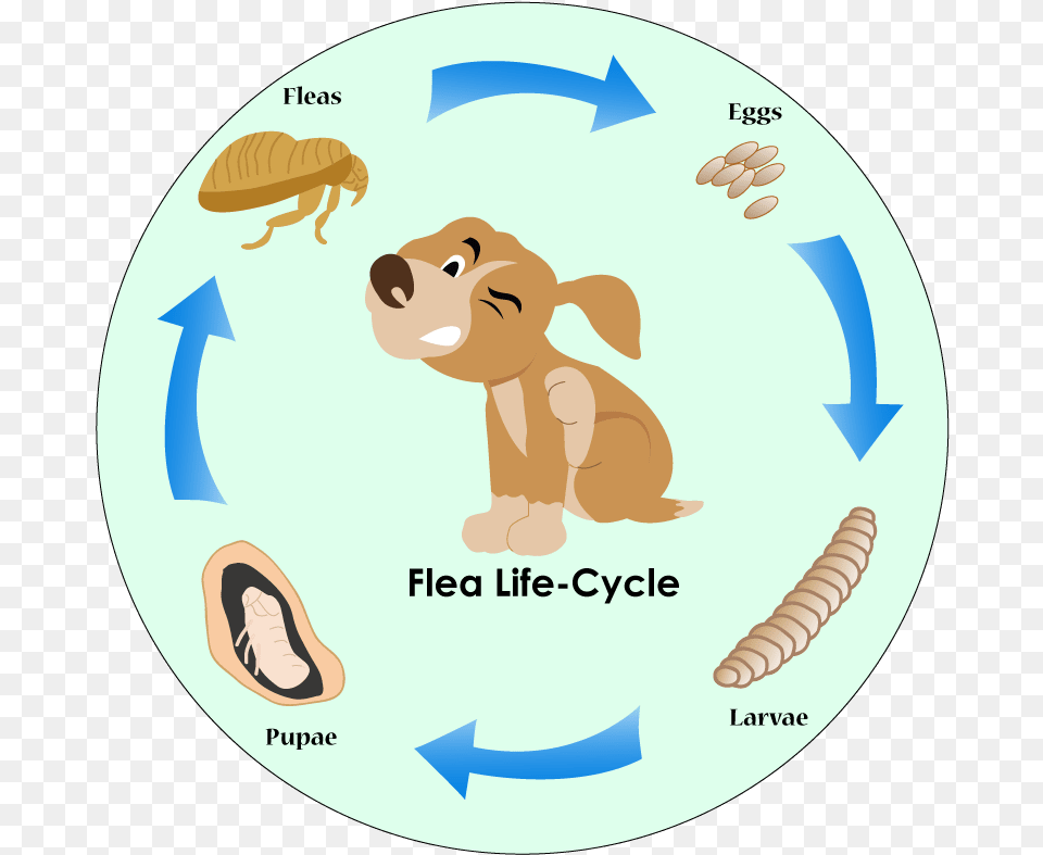 Flea Life Cycle Cartoon, Animal, Bear, Mammal, Wildlife Free Transparent Png