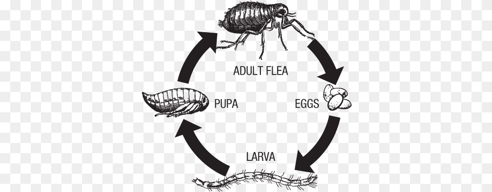 Flea Life Cycle Flea Life Cycle Diagram, Baby, Person, Animal, Insect Png Image
