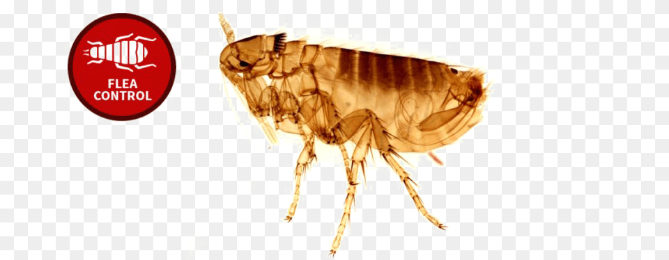 Flea Photo Do Chicken Fleas Look Like, Animal, Insect, Invertebrate Free Transparent Png