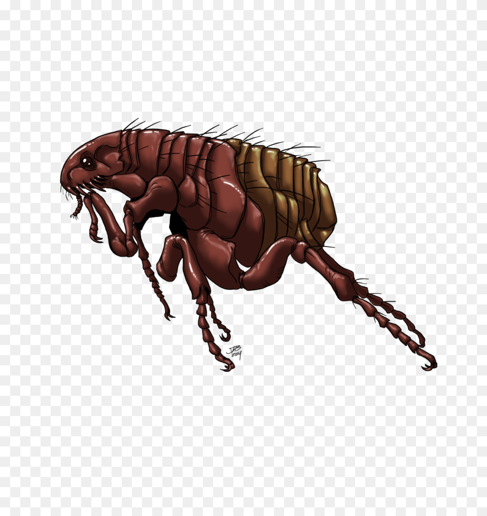 Flea Photos, Animal, Insect, Invertebrate, Person Png