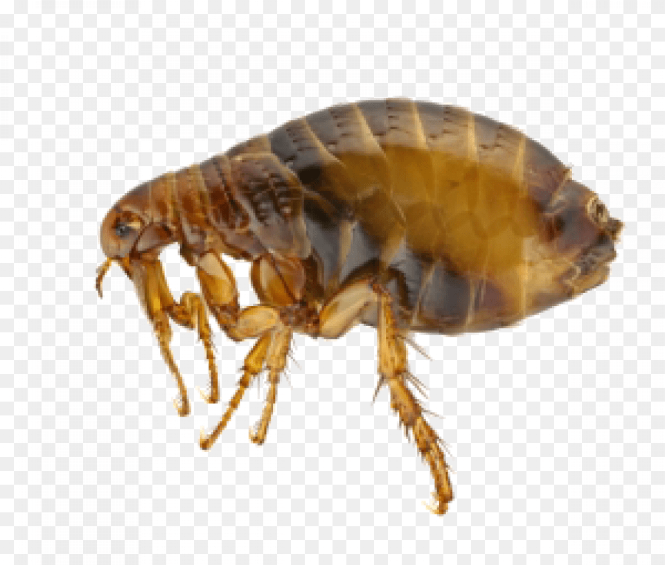 Flea Picture Do Fleas Look Like Up Close, Animal, Insect, Invertebrate Png