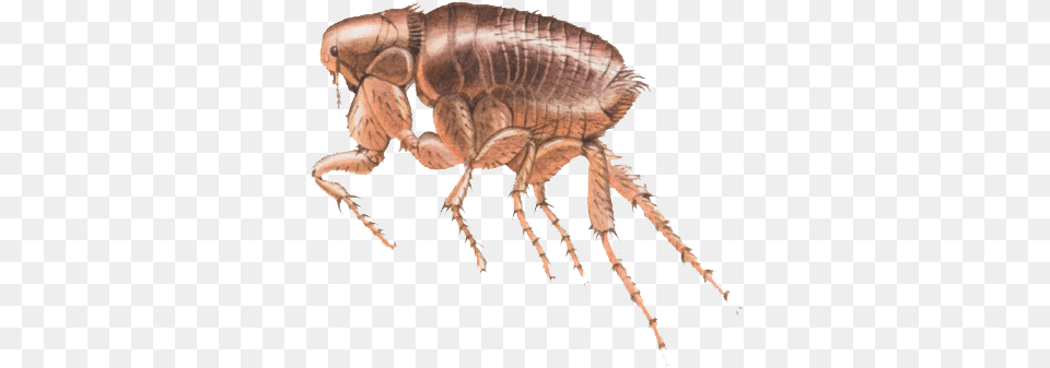 Flea Pire, Animal, Insect, Invertebrate Free Png