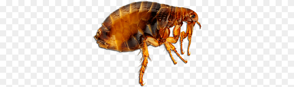 Flea Pulga, Animal, Insect, Invertebrate, Food Free Png Download