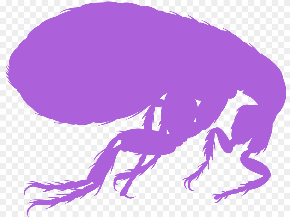Flea Silhouette, Animal, Insect, Invertebrate, Fish Free Png Download
