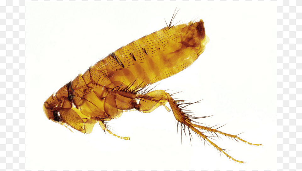 Flea Sprays To Kill Fleas Flea, Animal, Insect, Invertebrate Free Transparent Png