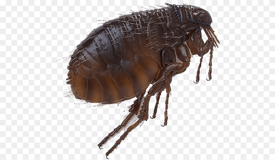 Flea Transparent Flea, Animal, Insect, Invertebrate Free Png