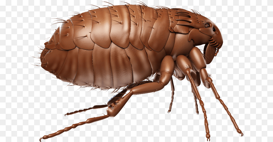 Flea Transparent Flea Transparent, Animal, Insect, Invertebrate, Food Png Image