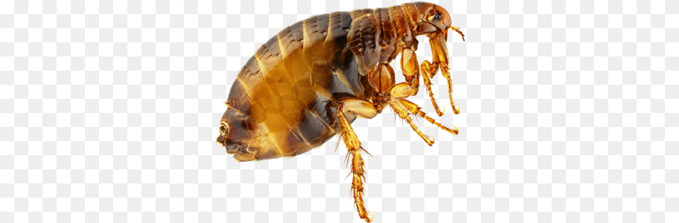 Flea Transparent Flea, Animal, Insect, Invertebrate Png Image