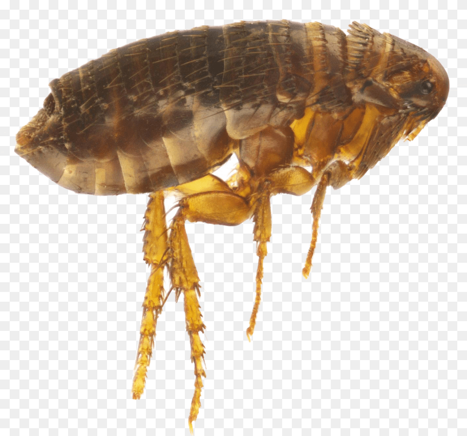 Flea Water Flea White Background, Animal, Insect, Invertebrate Free Png Download