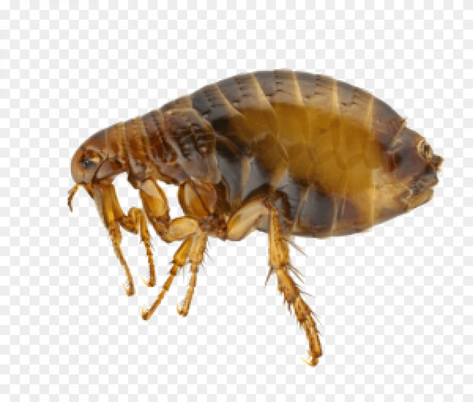 Fleas Extermination Control And Removal In Portland Flea Adult, Animal, Insect, Invertebrate Free Png Download