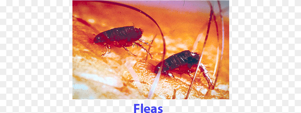 Fleas Ticks Fleas, Animal, Flea, Insect, Invertebrate Free Transparent Png