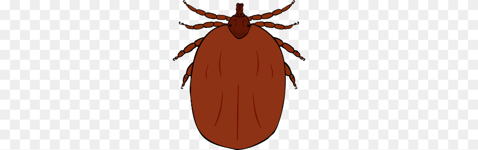 Fleasticks Worms And Other Parasites Ashley Vets, Tick, Astronomy, Moon, Nature Free Transparent Png