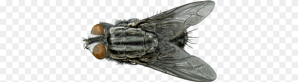 Flesh Fly Flesh Fly Identification, Animal, Insect, Invertebrate Free Transparent Png