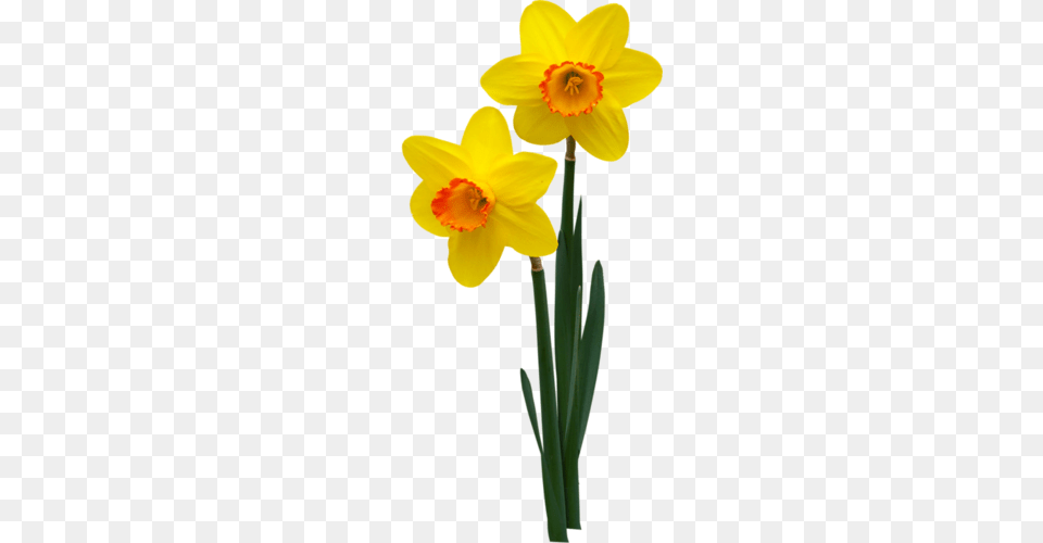 Fleur, Daffodil, Flower, Plant Png Image