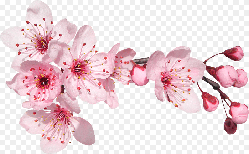 Fleur De Cerisier, Flower, Plant, Cherry Blossom, Rose Png