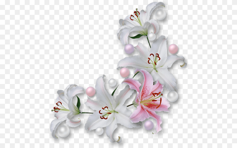 Fleur De Lis Border White Flower Corner, Anther, Plant, Accessories, Lily Png Image