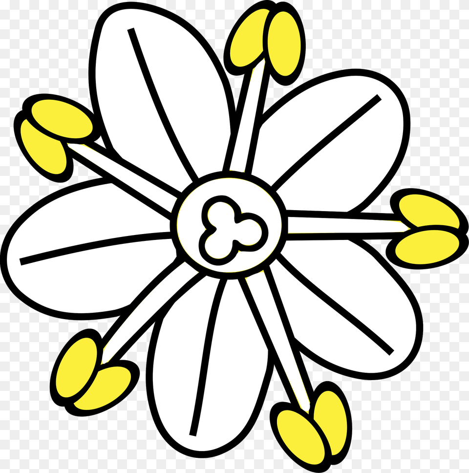 Fleur De Sureau Clipart, Anther, Daisy, Plant, Flower Free Png