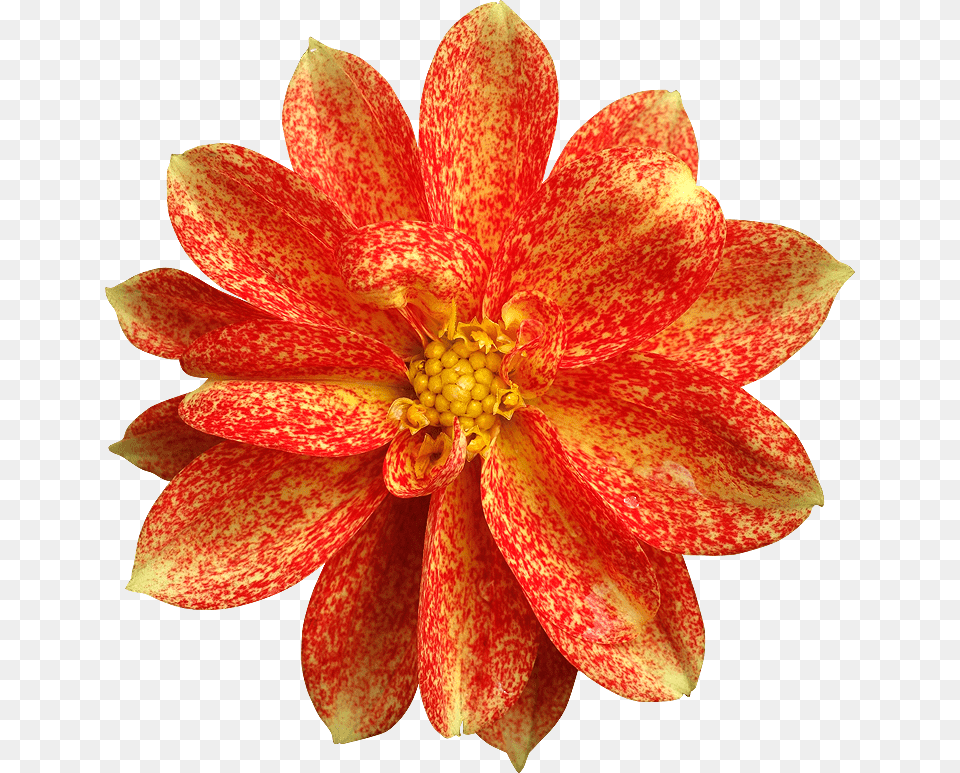 Fleur En, Dahlia, Flower, Petal, Plant Png