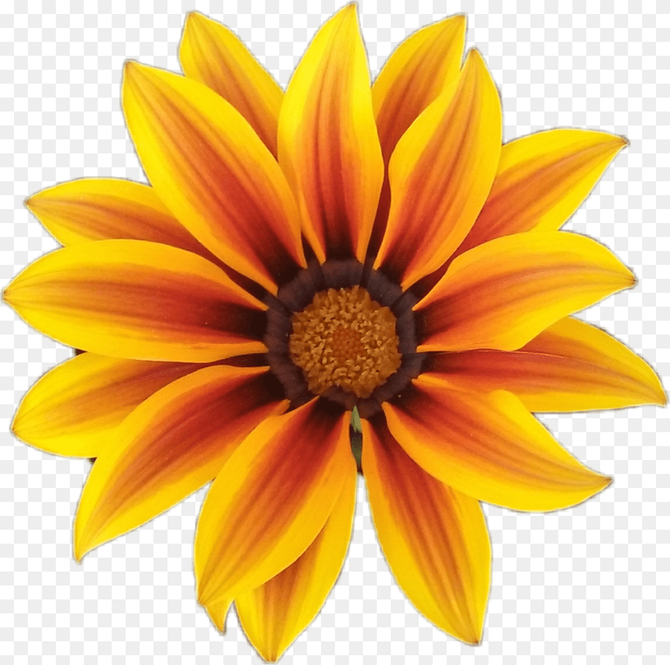 Fleur Flower Orange Orangeflower Fleurorange Nature Ic 3 Gadda, Plant, Petal, Treasure Flower, Daisy Png Image