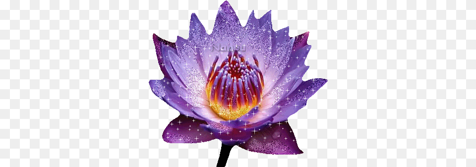 Fleur Lotus Gif Flower Zen Picmix Emergent Vegetation, Lily, Plant, Pond Lily, Person Png
