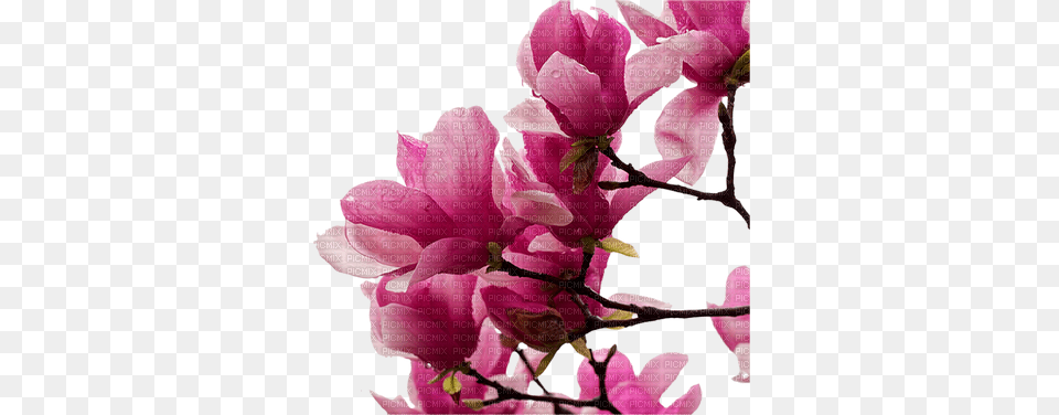 Fleur Rose Magnolia Flower Blumen Magnolien, Petal, Plant, Geranium Png