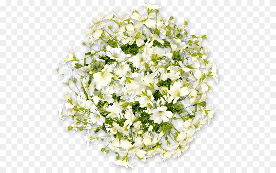 Fleurs Blanches, Flower, Flower Arrangement, Flower Bouquet, Petal Png Image
