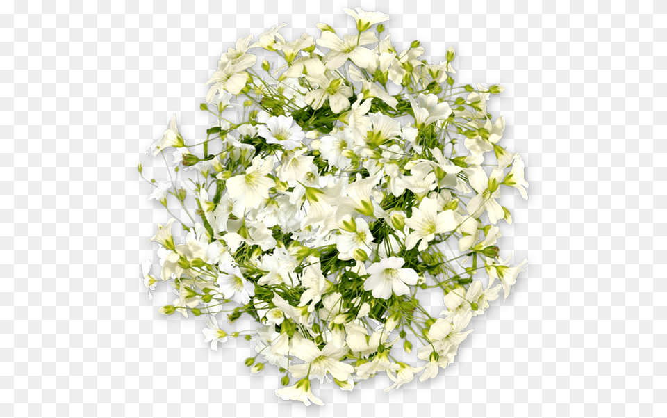 Fleurs Blanches Flores Blancas White Flowers Bouquet, Flower, Flower Arrangement, Flower Bouquet, Plant Free Png Download
