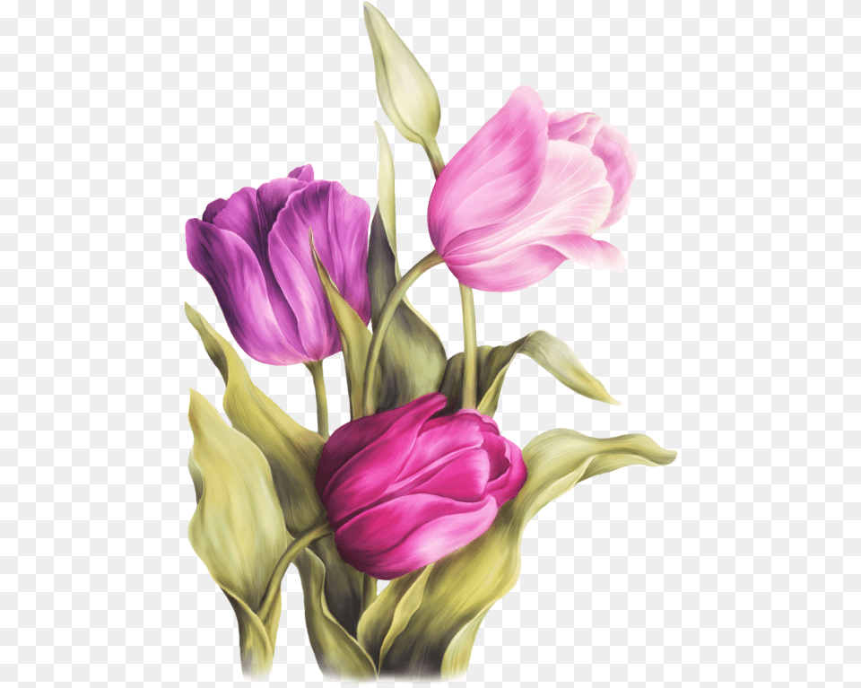 Fleurs Bouquets Flowers Flores Flower Colour Pencil Drawing, Petal, Plant, Flower Arrangement, Tulip Free Transparent Png