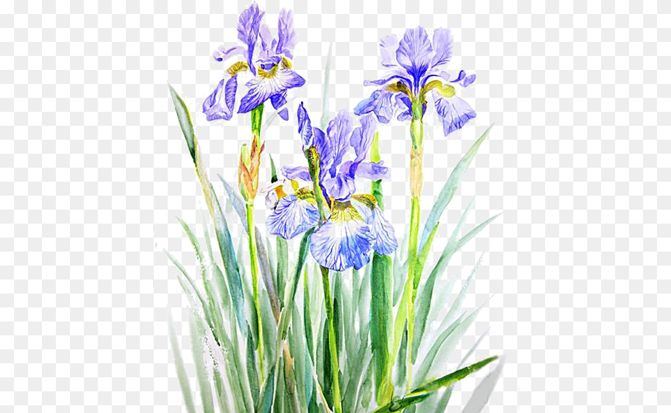 Fleurs Clat Ornement Flowers Tubes Bouquets Tubes Iris, Flower, Plant, Purple Free Png